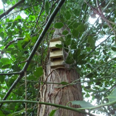 The Woodland Project